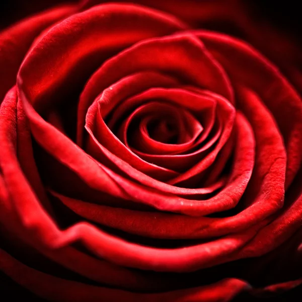 Красивая красная роза — стоковое фото