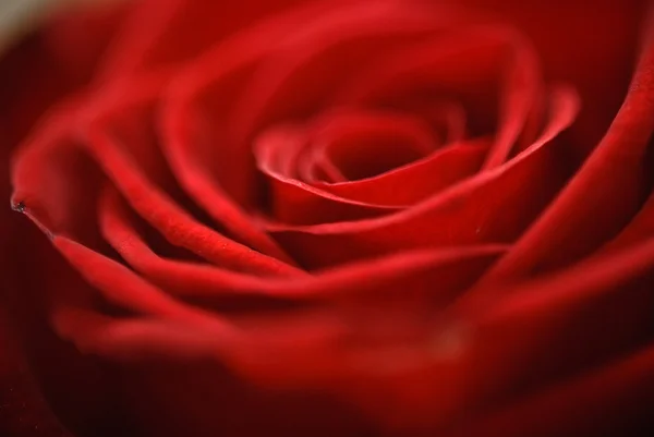 Красива крупним планом червона троянда — стокове фото