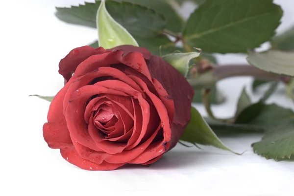Rosa rossa da vicino — Foto Stock