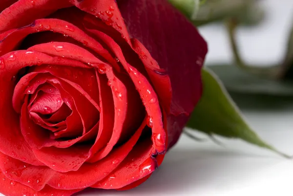 Червона троянда крупним планом — стокове фото