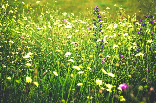 Grüne Gras und sping Blumen Hintergrund — Stockfoto