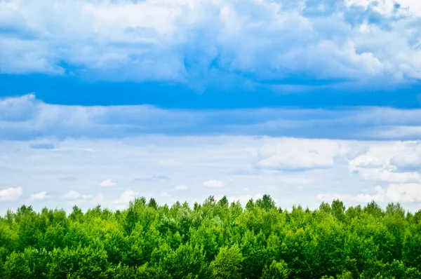 Zelené stromy a modrá obloha — Stock fotografie