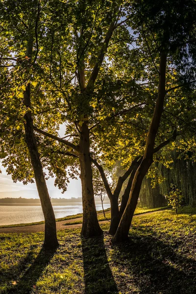 Hojas de otoño — Foto de Stock