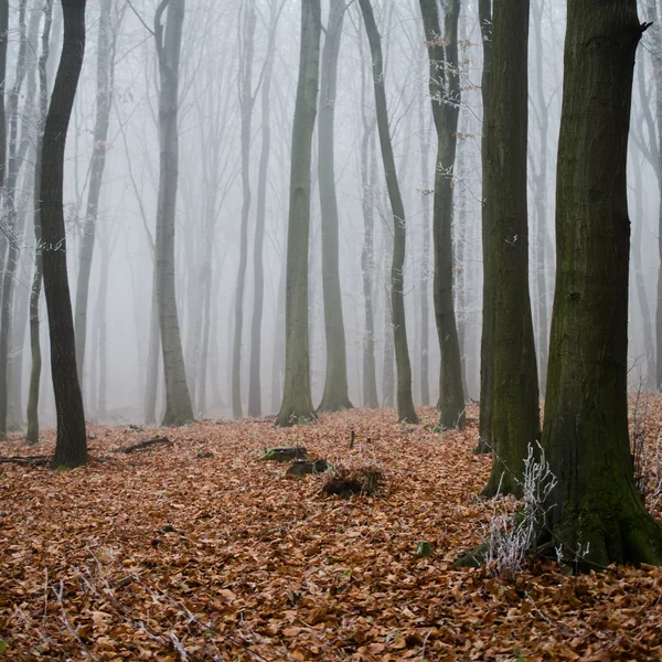 Wald — Stockfoto