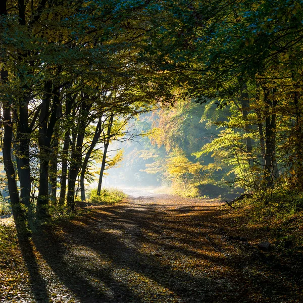 Podzimní les — Stock fotografie