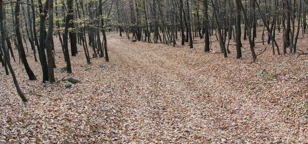 Herfstlandschap — Stockfoto