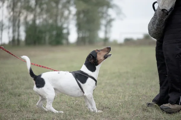 Training with dog — Stock Photo, Image