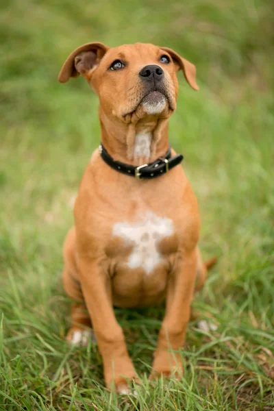 Dog sitting and looking — Stock Photo, Image