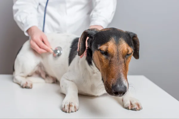 Vet cão examinador . — Fotografia de Stock