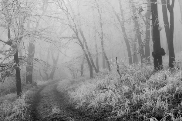 Floresta de Inverno — Fotografia de Stock