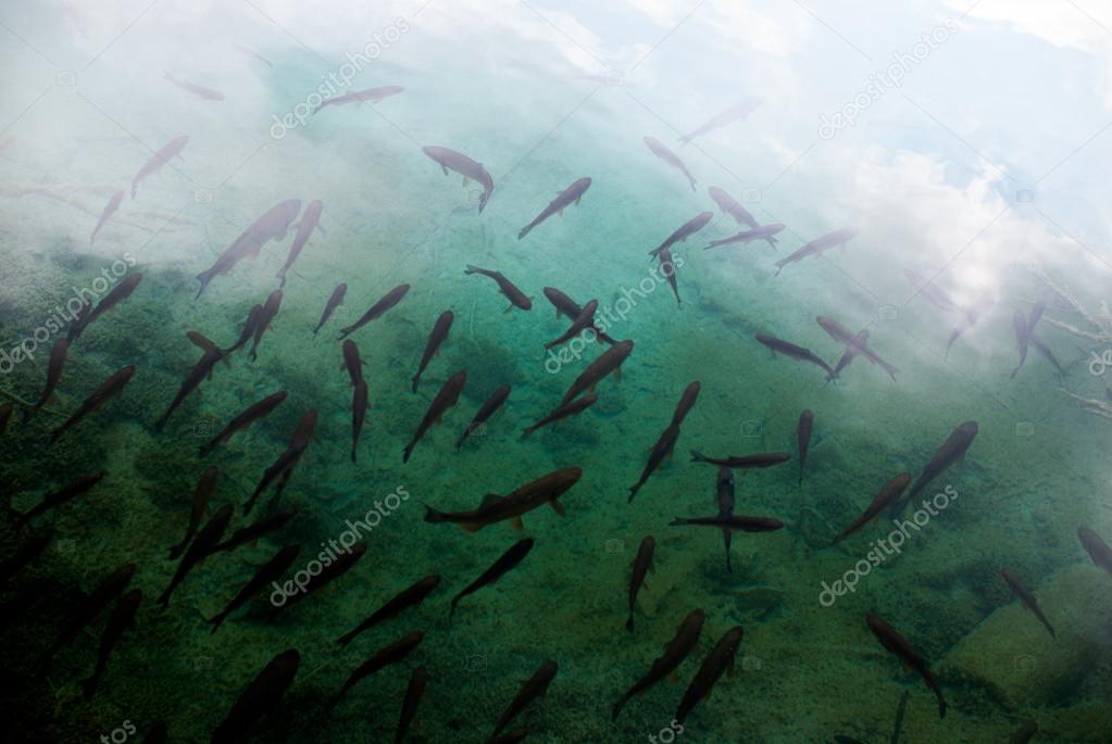 photo of fishes swimming in a lake