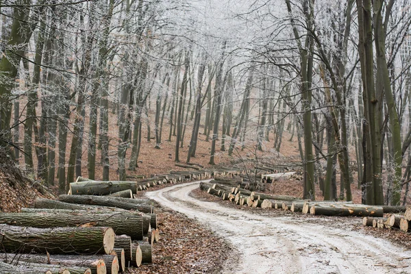 Logging di legname di abete rosso nella foresta — Foto Stock