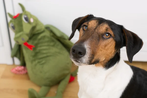 遊び心のある犬 — ストック写真