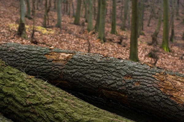 Forest — Stock Photo, Image