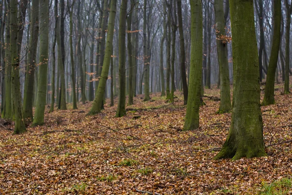 Les — Stock fotografie