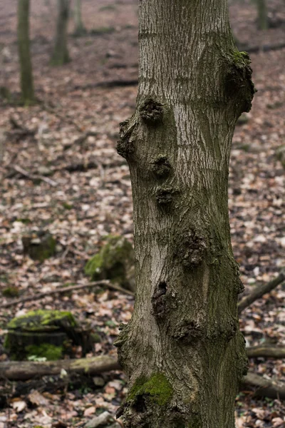 Forest — Stock Photo, Image