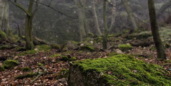 Forest — Stock Photo, Image