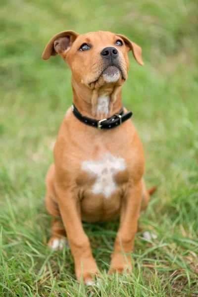 Nuttet hund - Stock-foto