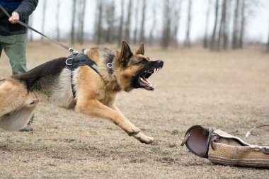 Alman çoban köpek eğitimi