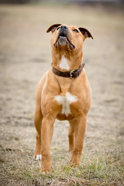 Dog standing — Stock Photo, Image