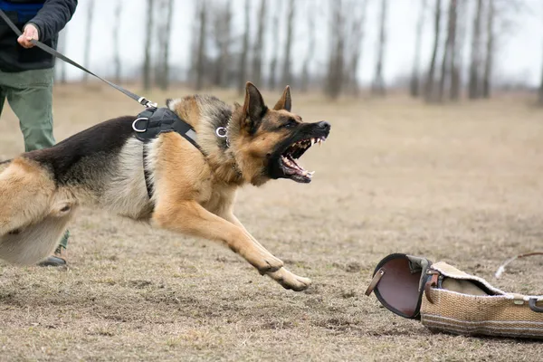 Tysken Fåraherde på hundträning — Stockfoto