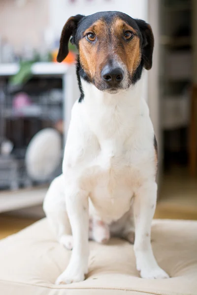 Cão bonito em casa — Fotografia de Stock