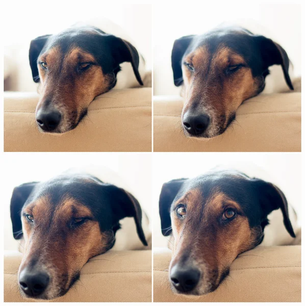 Симпатичная собака дремлет. — стоковое фото