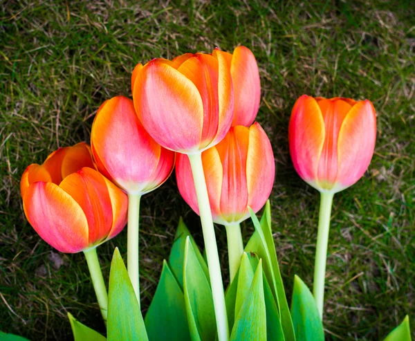 Tulipani — Foto Stock