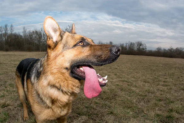 Německé shepard unavený pes po přehrání — Stock fotografie