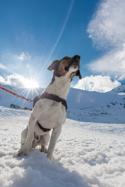 Winter dog ski snow — Stock Photo, Image