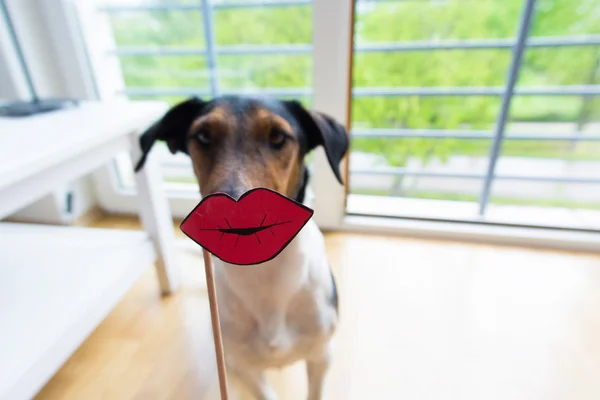 Beso de un perro — Foto de Stock