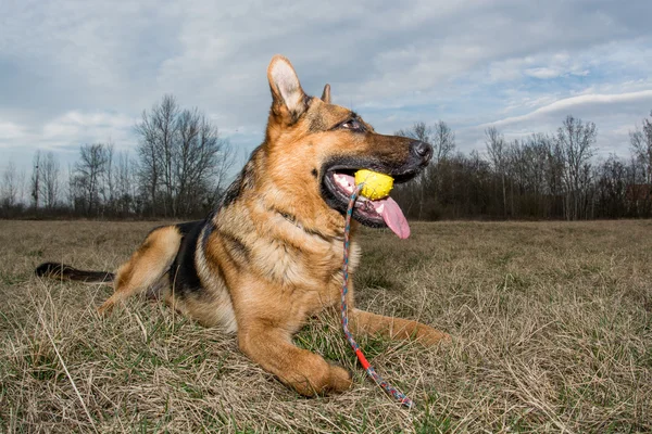 Berger allemand jouant — Photo