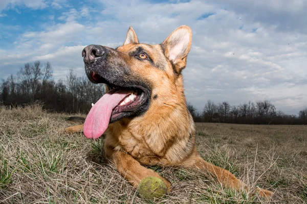 Německý ovčák, hraje — Stock fotografie