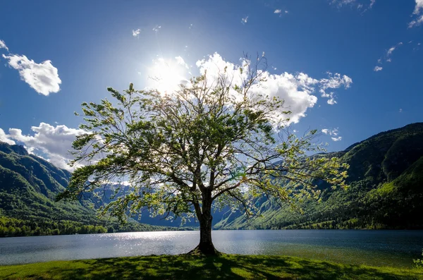 Пейзаж с одним деревом и озером. Вид на горы . — стоковое фото