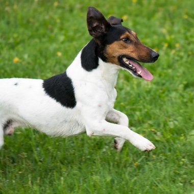 köpek enerji dolu