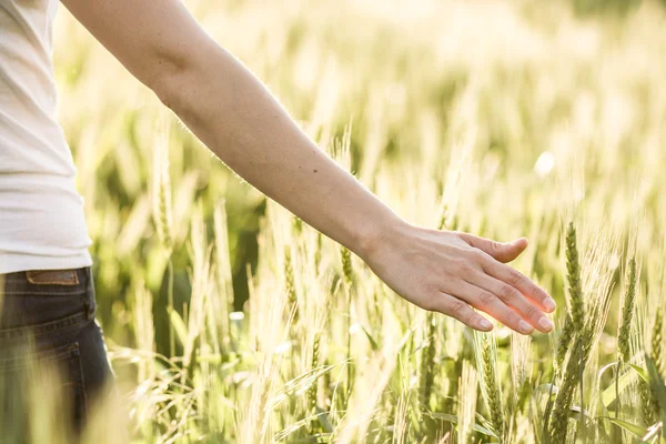 Femme main toucher oreilles de blé au coucher du soleil — Photo