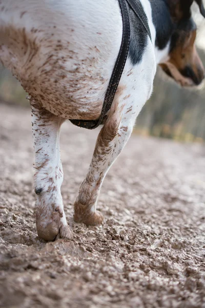 Fræk hund, leger i mudder - Stock-foto