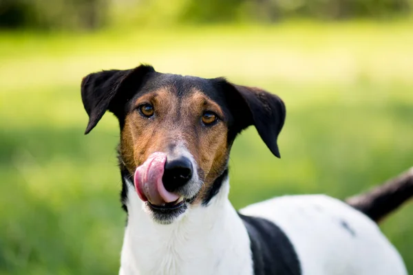 空腹のかわいいテリア犬 — ストック写真