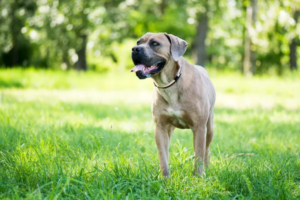 Čistokrevná cane corso — Stock fotografie