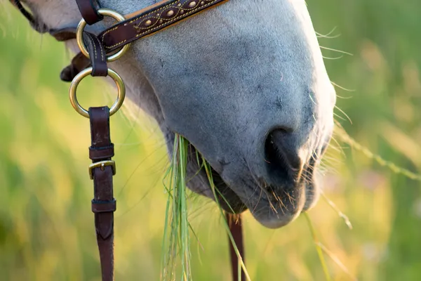 Paard close-up met de mond vol van gras — Stockfoto