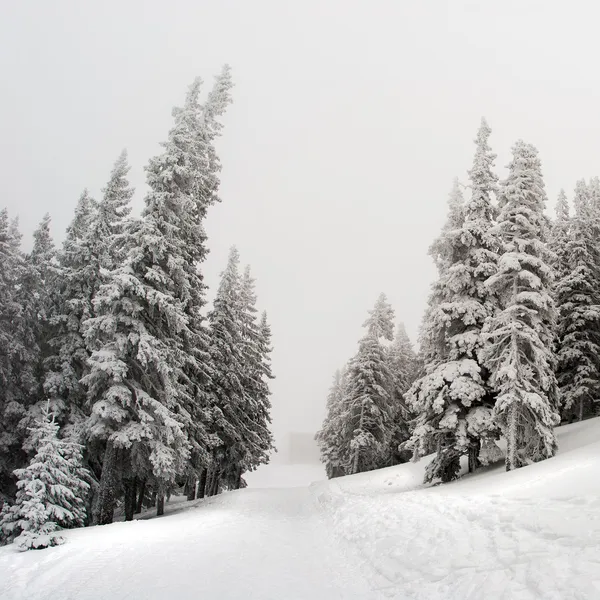 Snow covered pine trees - winter background — Stock Photo, Image