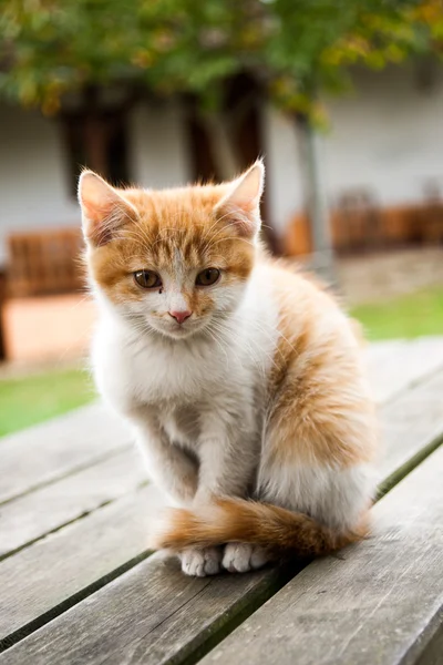Чарівне косіння таббі кошеня на відкритому повітрі — стокове фото