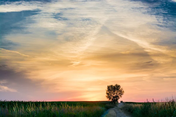 Magical sunrise with tree — Stock Photo, Image