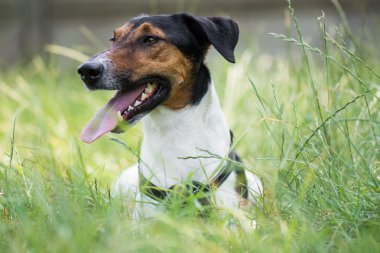 sevimli terrier köpek çim yalan