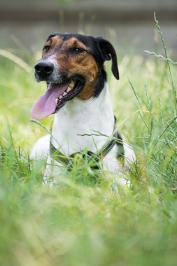 sevimli terrier köpek çim yalan