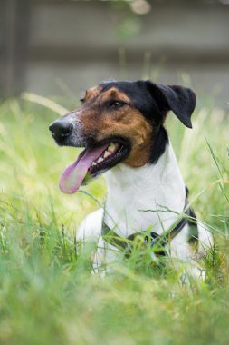 sevimli terrier köpek çim yalan