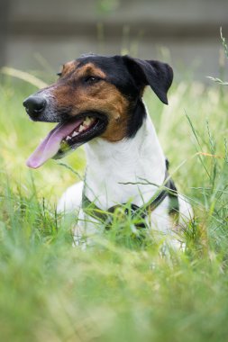 sevimli terrier köpek çim yalan
