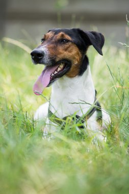 sevimli köpek çim döşeme
