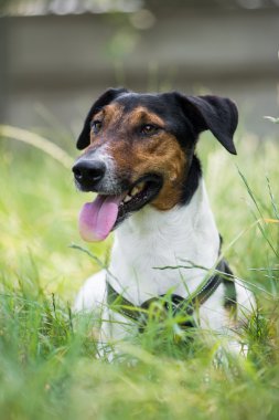 sevimli terrier köpek çim yalan