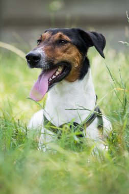 sevimli terrier köpek çim yalan